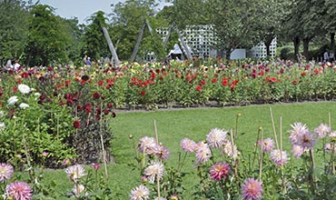 Dahlienschau Britzer Garten